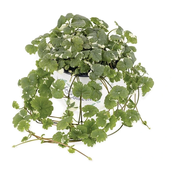 Bluszczyk kurdybanek 'Variegata' – Glechoma, sadzonka
