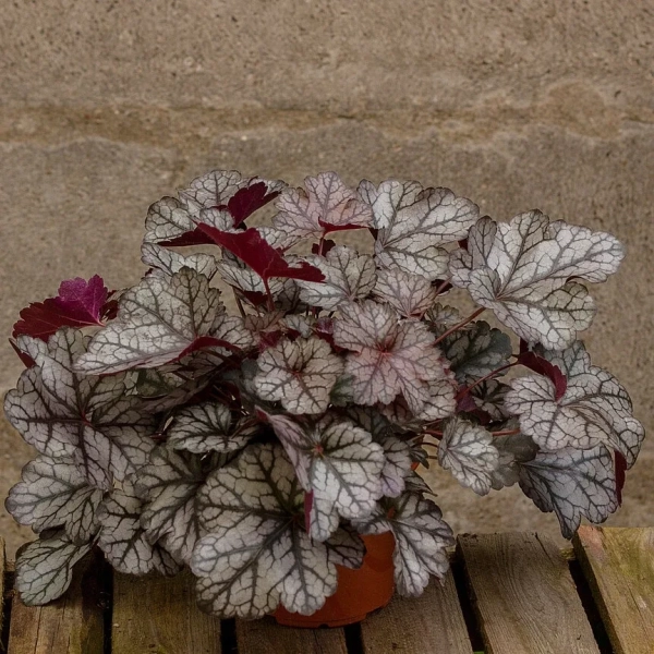 Żurawka 'Glitte'r – Heuchera, sadzonka na stole