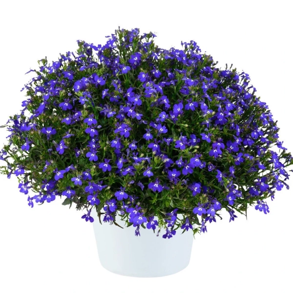 Lobelia 'Glow™ Blue Volt' – lobelia fioletowoniebieska, sadzonka