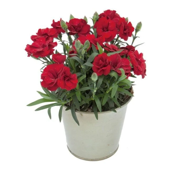 Goździk ogrodowy 'Oscar® Dark Red' – ciemnoczerwony goździk, sadzonka
