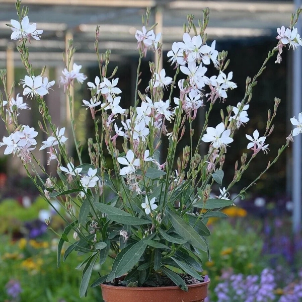 Gaura ‘Graceful White’ – biała, zwiewna, długo kwitnąca bylina sadzonka