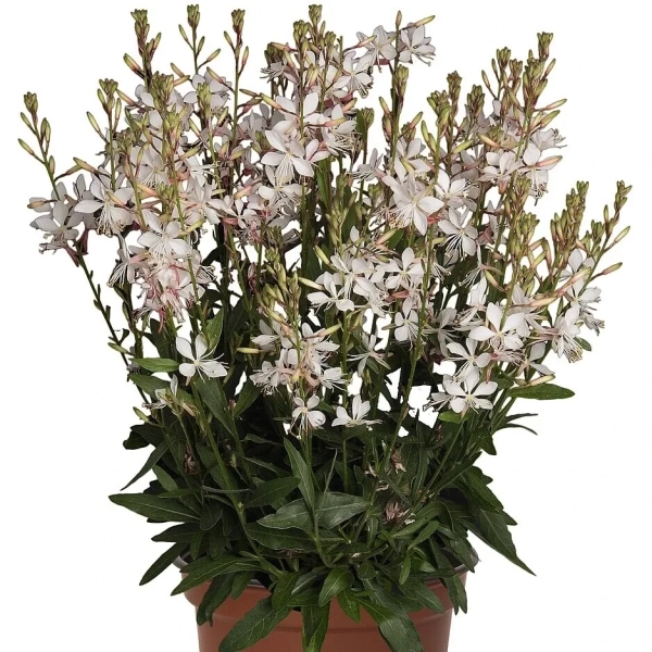 Gaura ‘Graceful White’ – biała, zwiewna, długo kwitnąca bylina