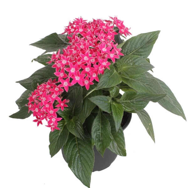 Pentas Graffiti® 'Rose' – pentas różowy, sadzonka