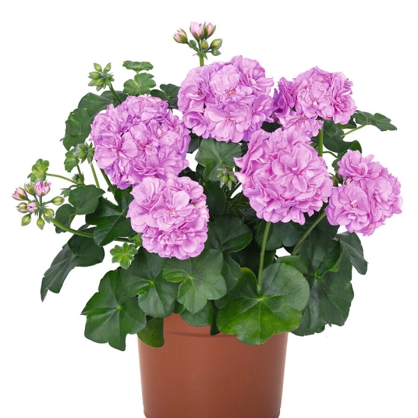 Pelargonia bluszczolistna 'Great Balls of Fire™ Lavender Atlantic' – sadzonka