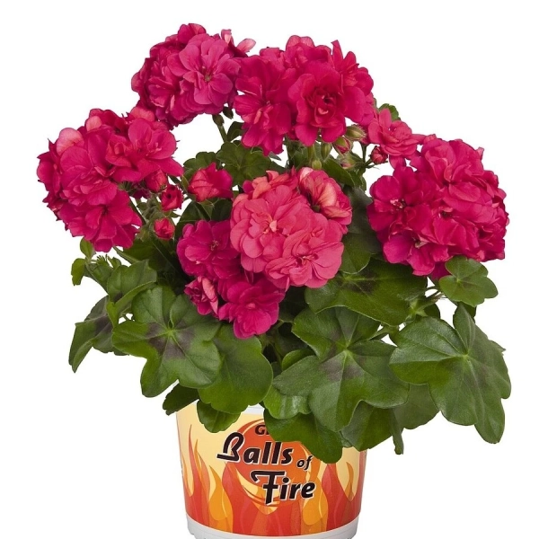 Pelargonia bluszczolistna 'Great Balls of Fire™ Melon Atlanti'– sadzonka