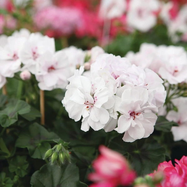 Pelargonia bluszczolistna Great Balls of Fire™ White Atlantic – kwiatostan