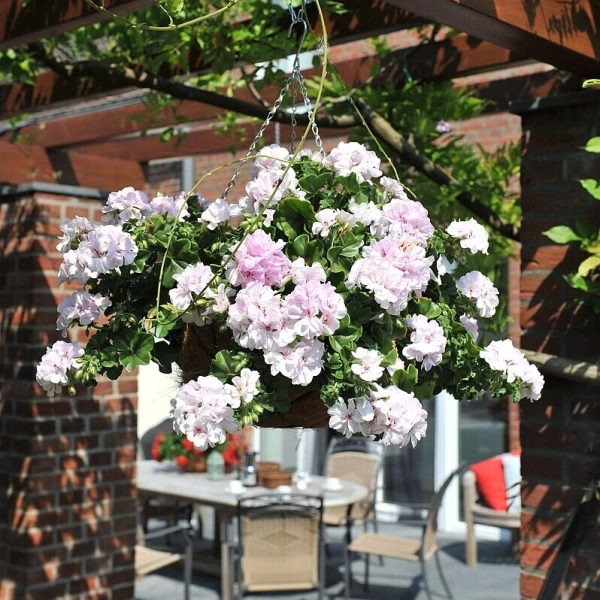 Pelargonia bluszczolistna Great Balls of Fire™ White Atlantic w doniczce