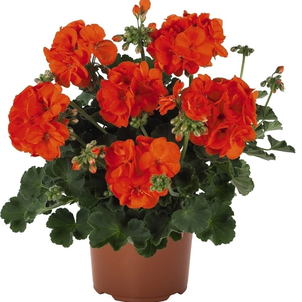 Pelargonia rabatowa Green Idols Orange