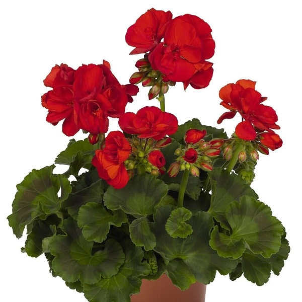 Pelargonia rabatowa Green Idols True Red