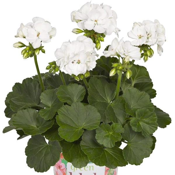 Pelargonia Green Idols White – śnieżnobiałe kwiaty i silny wzrost