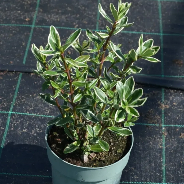 Hebe Outdoor ‘Variegata’ – zimozielony krzew