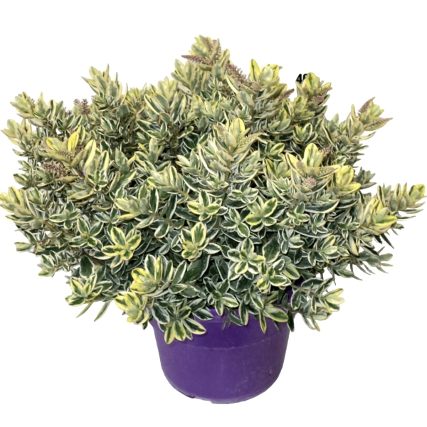 Hebe Outdoor ‘Variegata’ – zimozielony krzew o biało-zielonych liściach