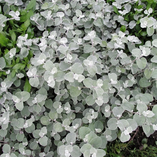 Helichrysum 'Silver' – kocanki srebrzyste, sadzonka