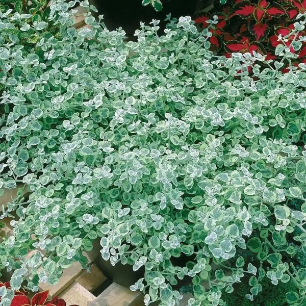 Helichrysum 'Silver Mini' – kompaktowe kocanki, sadzonka