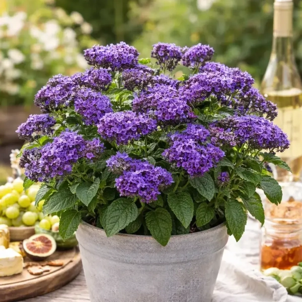 Heliotropium arborescens 'Marine' – heliotrop, sadzonka
