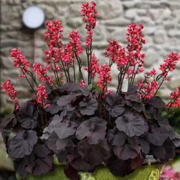 Żurawka Black Forest Cake – Heuchera, sadzonka