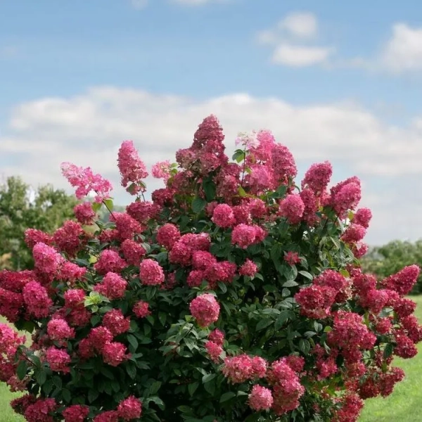 Hortensja bukietowa 'Fire Light®'– sztywne pędy, sadzonka