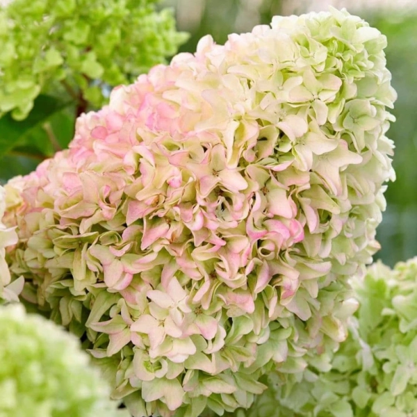 Hortensja bukietowa 'Herkules' – ogromne kwiatostany do 40 cm