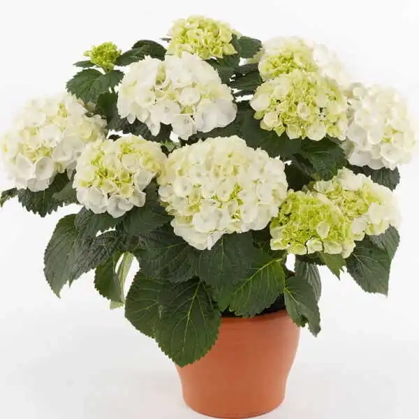 Hortensja ogrodowa HI® CRYSTAL ‘Dicry’ (Crystal Palace) – białe kuliste kwiatostany