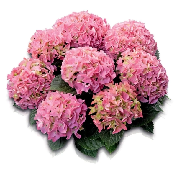 Hortensja ogrodowa Early Pink  – duże różowe kwiatostany