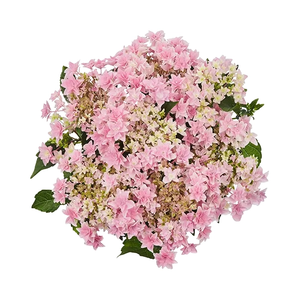 Hortensja ogrodowa 'Floria Pink' – pełne różowe kwiaty