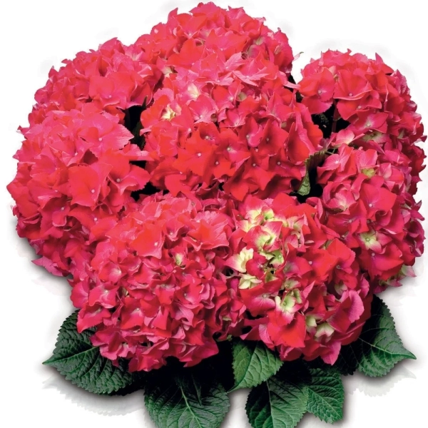 Hortensja ogrodowa 'Red Beauty' – czerwona hortensja, sadzonka