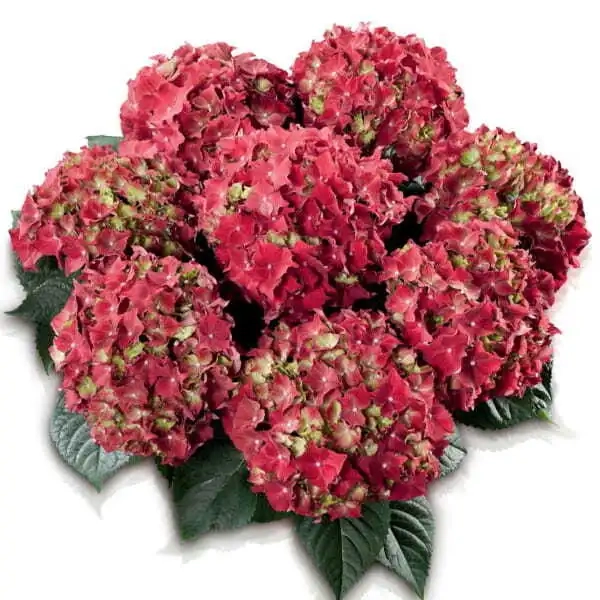 Hortensja ogrodowa 'Royal Red' – czerwona hortensja, sadzonka