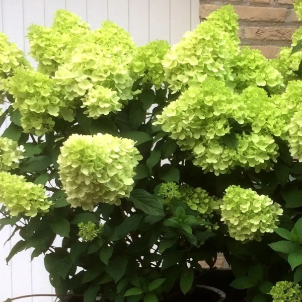 Hortensja bukietowa 'Mojito®' – limonkowo-zielone kwiaty, sadzonka