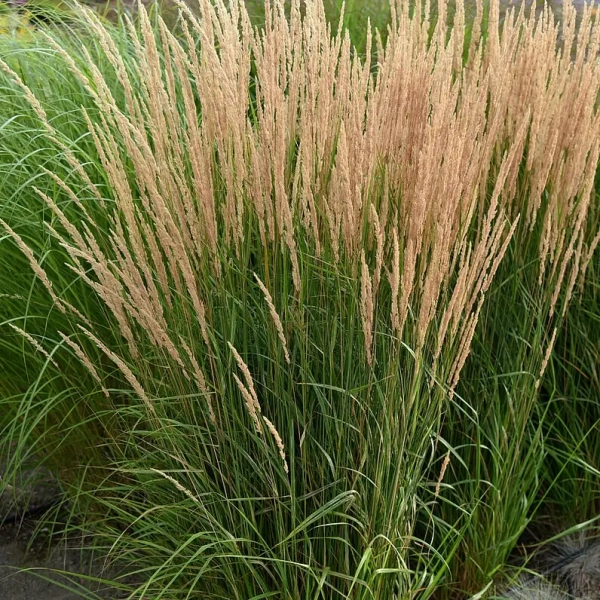 Trzcinnik ostrokwiatowy 'Karl Foerster' – Calamagrostis, sadzonka