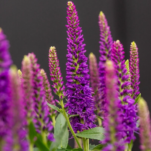 Przetacznik mieszańcowy 'Lancita Purple' kwiaty