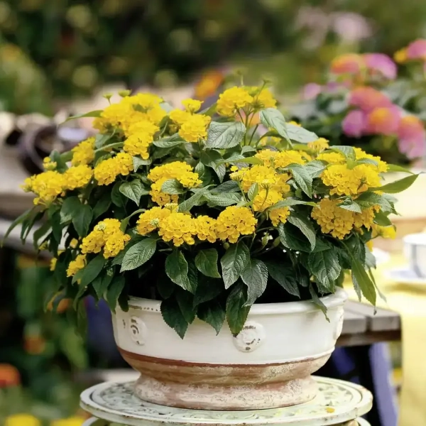 Lantana 'Calippo Gold' – żółta lantana, sadzonka