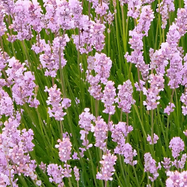 Lawenda wąskolistna 'Rosea' – różowa, pachnąca lawenda