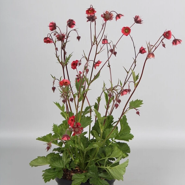 Kuklik Leonarde's - Geum w doniczce