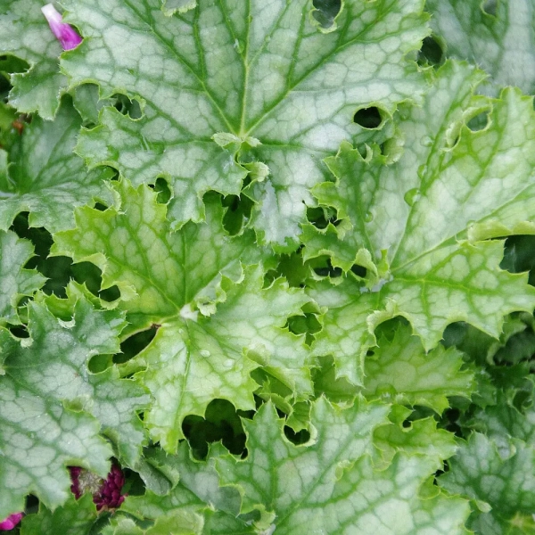 Żurawka Lime Swizzle – Heuchera, sadzonka