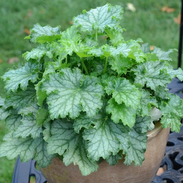 Żurawka Lime Swizzle – Heuchera, sadzonka w doniczce
