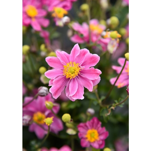 Zawilec hupeheński 'Little Breeze Sweet' – Anemone