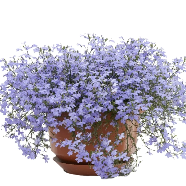 Lobelia Laguna® 'Trailing Sky Blue' – lobelia zwisająca, sadzonka