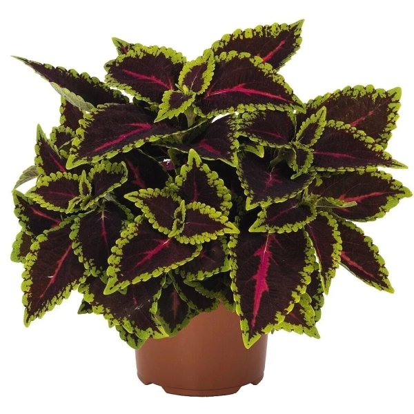 Koleus 'Main Street® Alligator Alley'