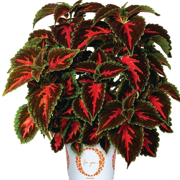 Koleus 'Main Street® Franklin Street' – sadzonka