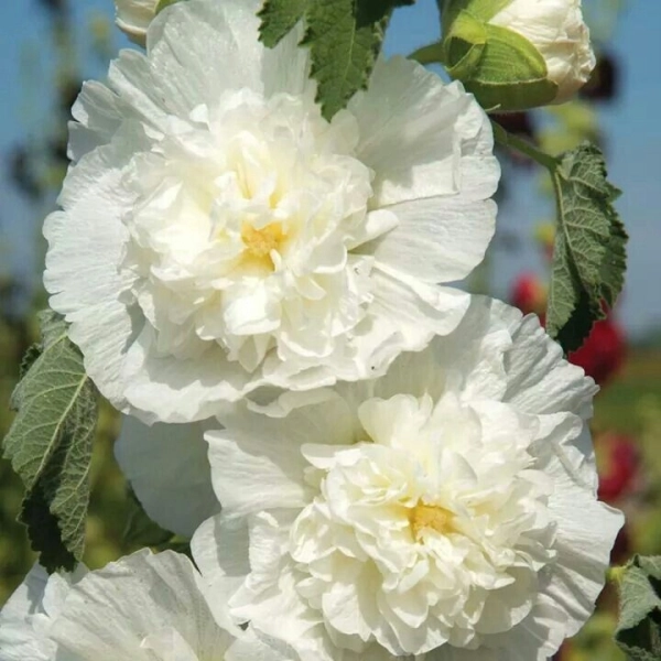 Malwa pełna 'Chater's Rose' – różowa malwa ogrodowa