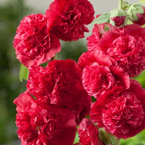 Malwa pełna 'Chater's Double Red' – czerwona malwa ogrodowa, sadzonka
