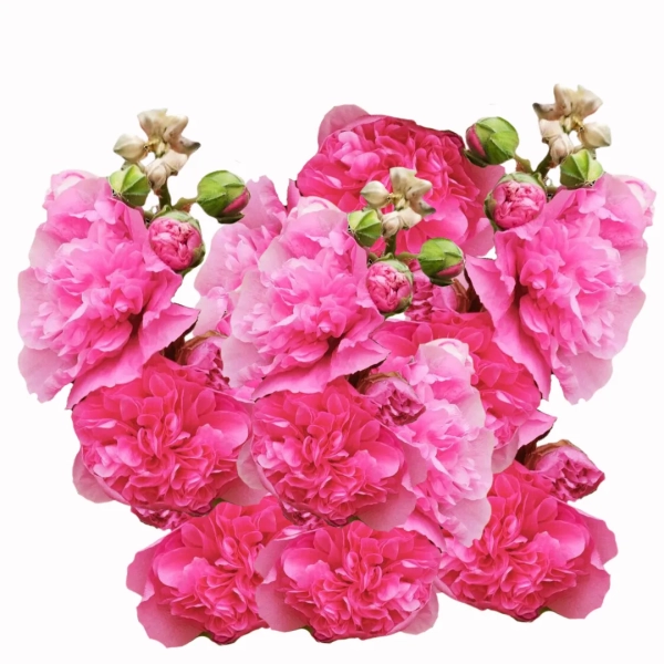 Malwa pełna 'Chater's Rose' – różowa malwa ogrodowa