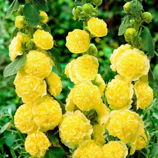 Malwa pełna 'Chater's Double Yellow' – żółta malwa ogrodowa, sadzonka
