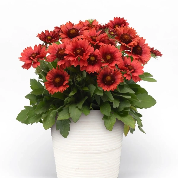 Gailardia Mesa™ Red – czerwona bylina, sadzonka