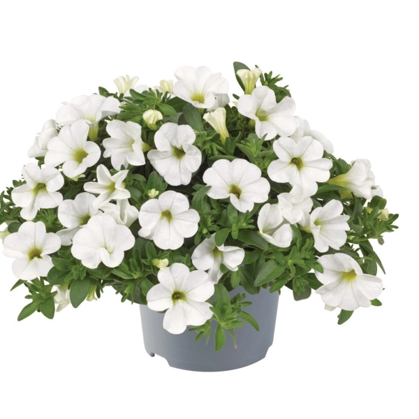 Calibrachoa 'Metro Early White Compact' – biały milion dzwonków