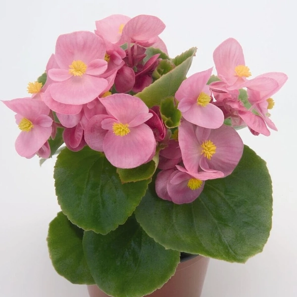 Begonia semperflorens 'Milet Olympia Pink' – begonia stale kwitnąca, sadzonka