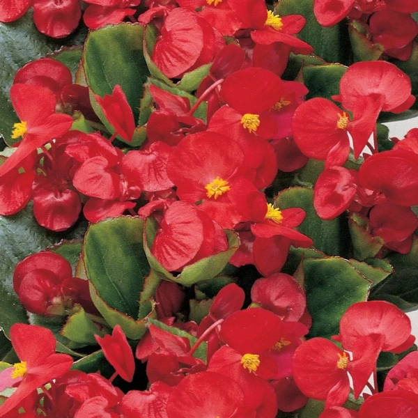 Begonia semperflorens 'Milet Olympia Scarlet' – begonia stale kwitnąca, sadzonka