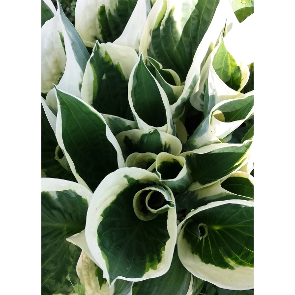 Funkia Minute Man – hosta z bliska