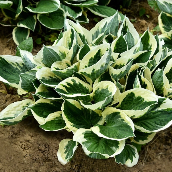 Funkia Minute Man – hosta