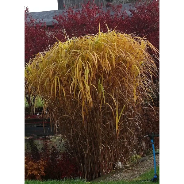 Miskant olbrzymi ‘Giganteus’ – gigantyczna trawa